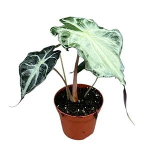 Alocasia 'Venom'